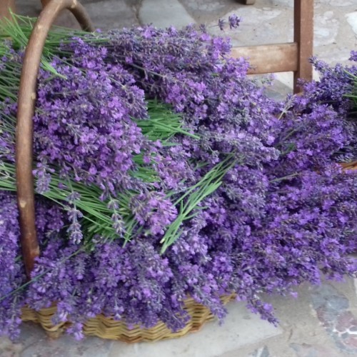 Fresh lavender